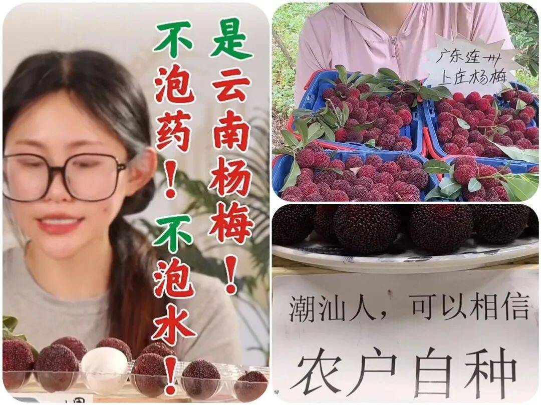 杨梅塌房背后:食品安全信任危机如何修复?